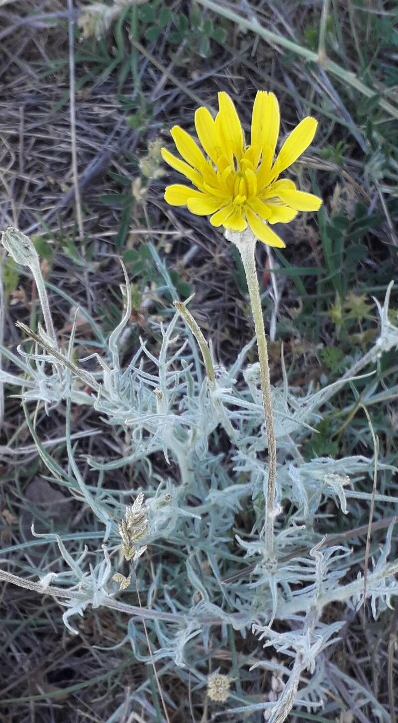 Podospermum canum flower