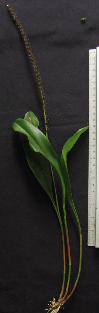 Stelis standleyi other