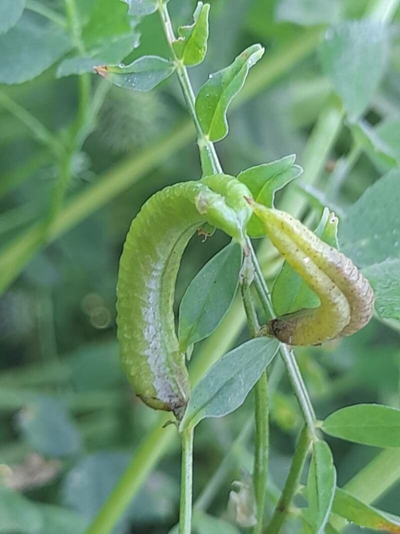 Astragalus crenatus fruit