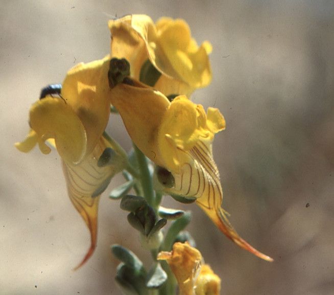 Linaria ventricosa — search result for 'Linaria'