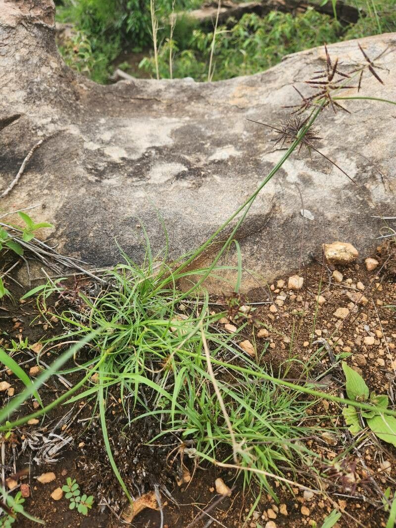 Cyperus amauropus leaf