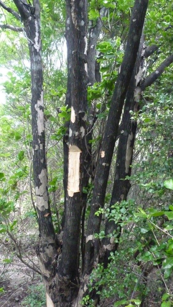 Diospyros perrieri — houseplant care guide