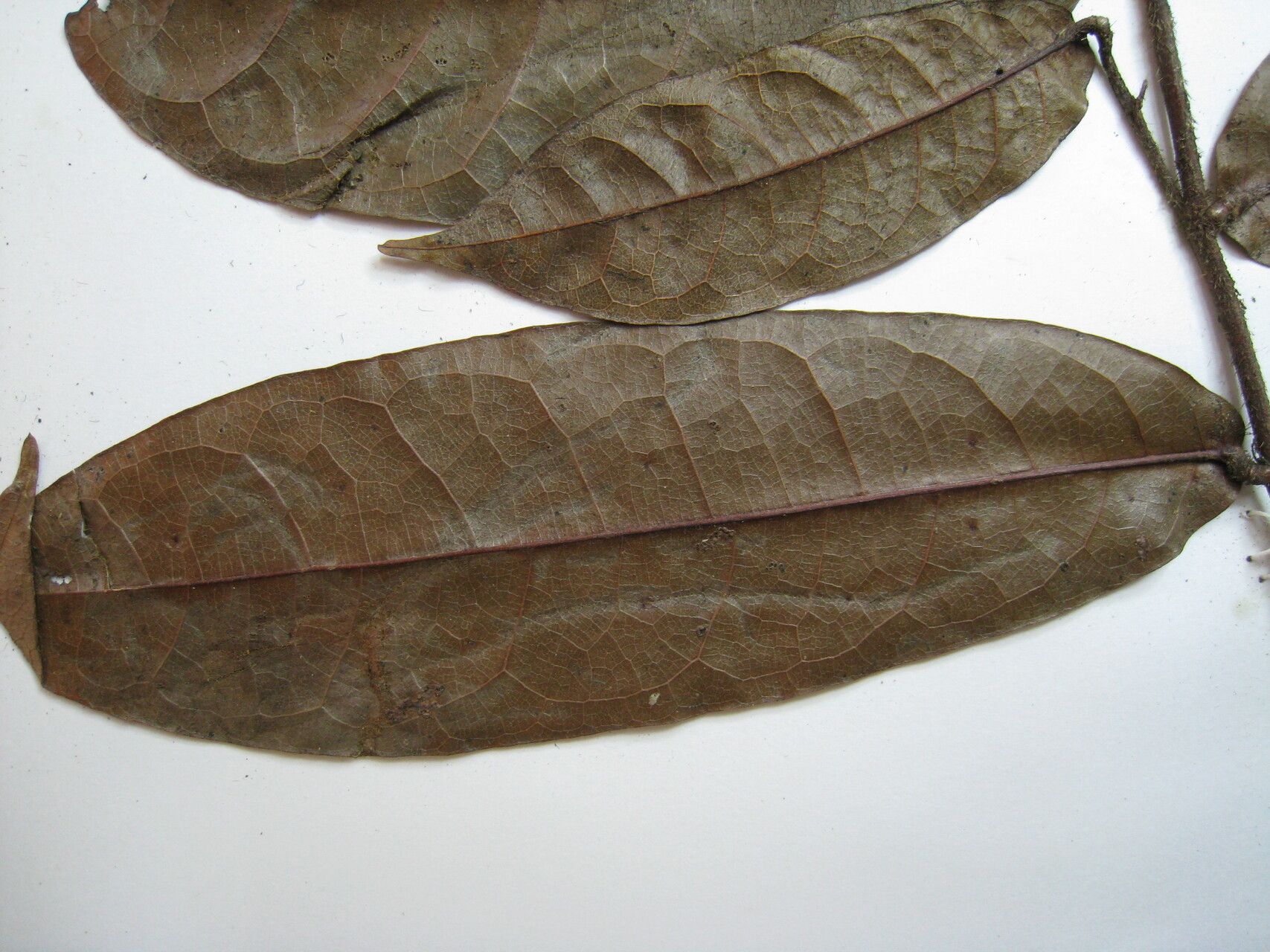 Hirtella tenuifolia other