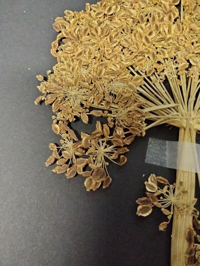 Angelica razulii fruit