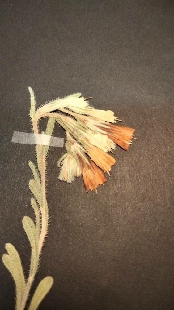 Onosma decorticans — houseplant care guide