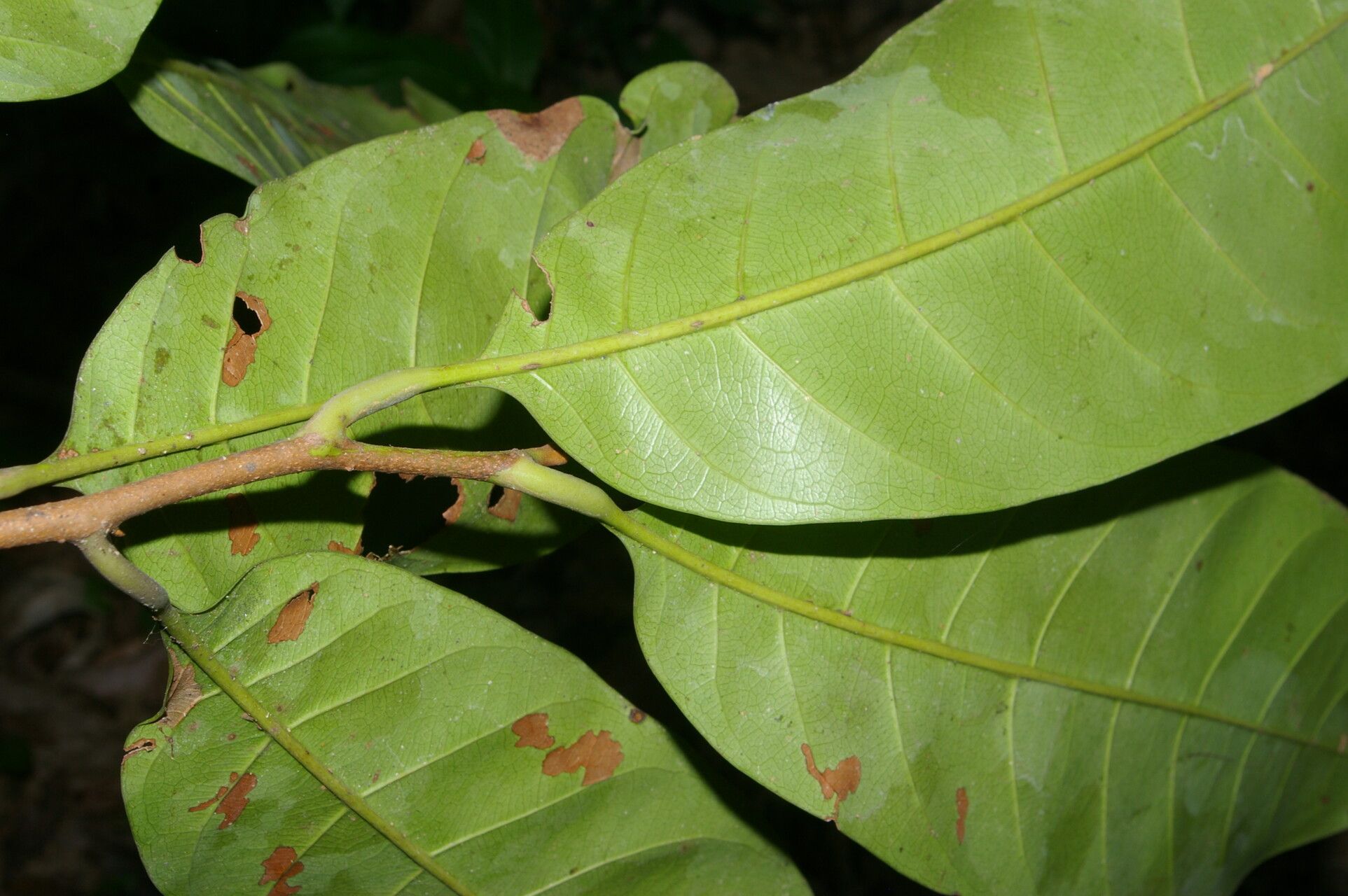 Pouteria trilocularis — houseplant care guide