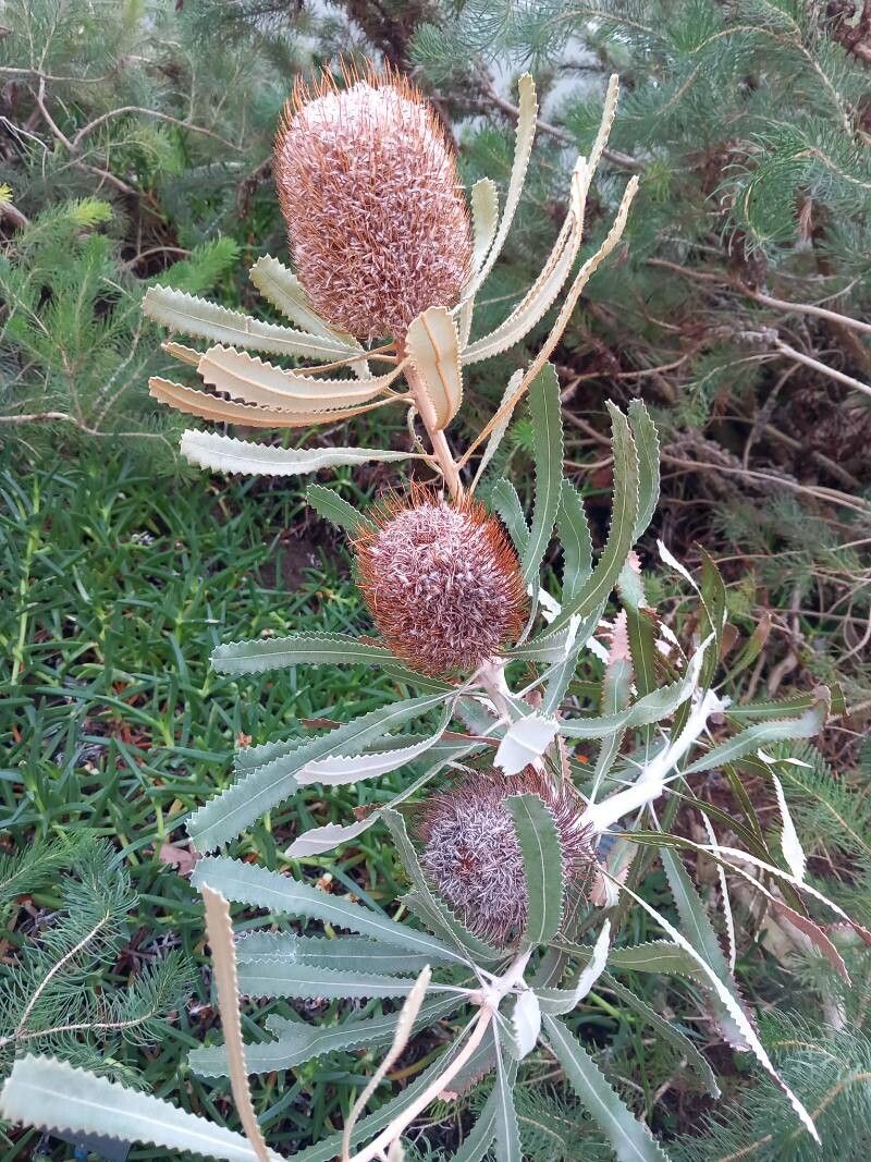 Banksia ornata flower
