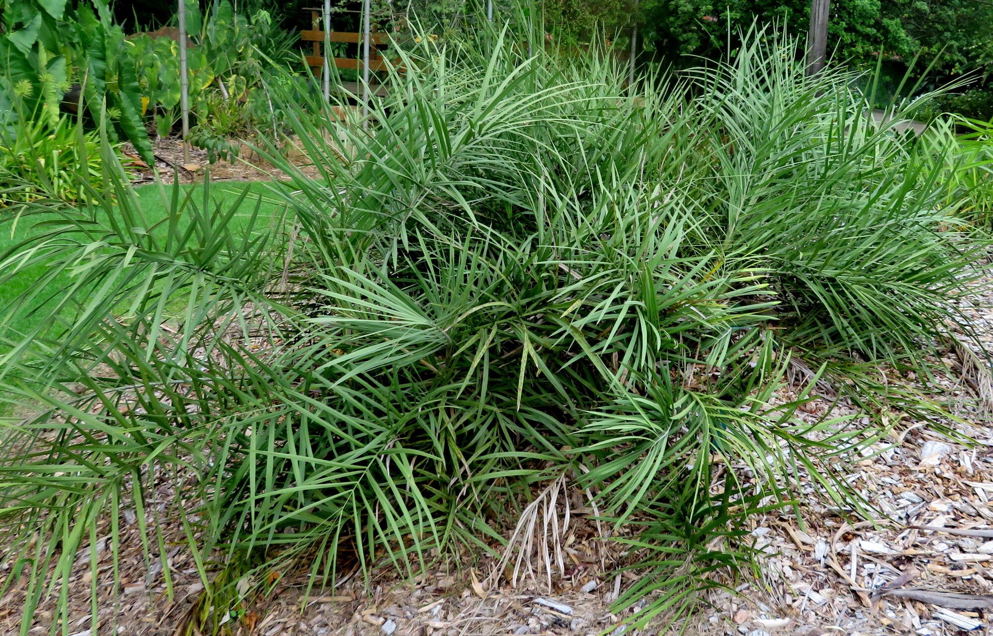 Syagrus campestris habit