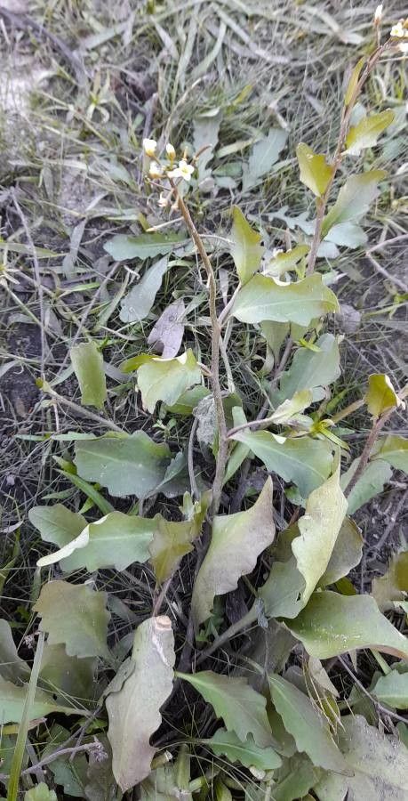 Cardamine chenopodiifolia habit