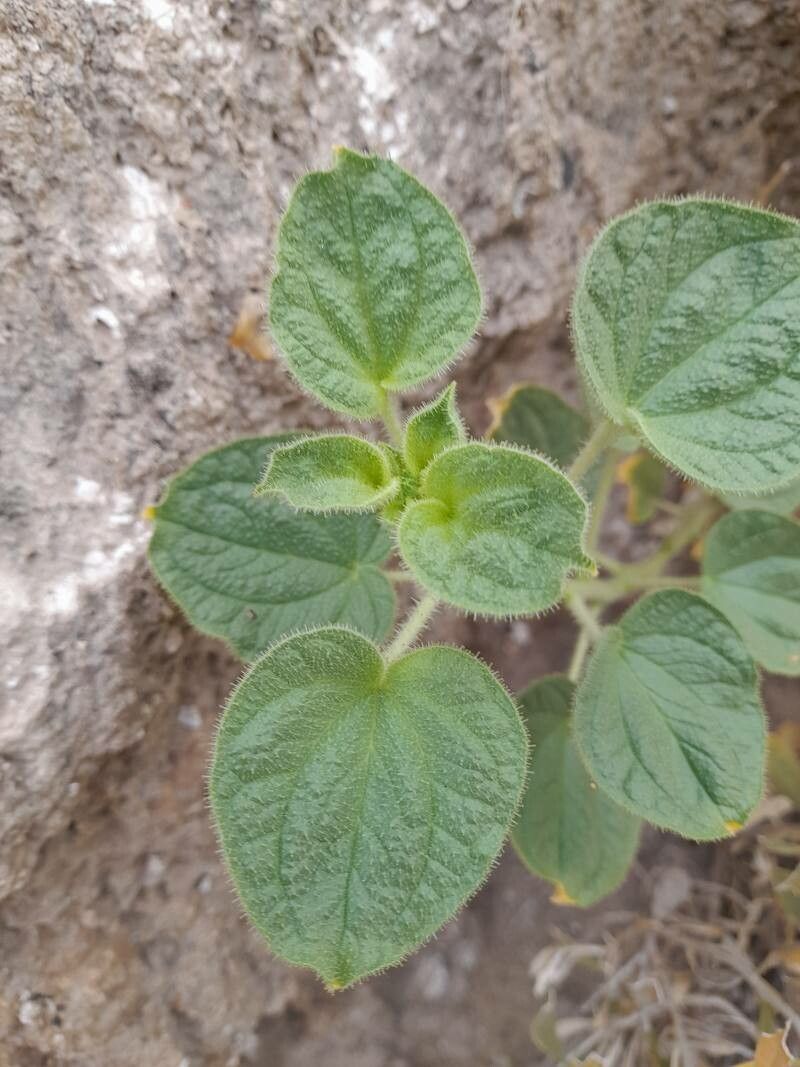 Cleome fimbriata leaf
