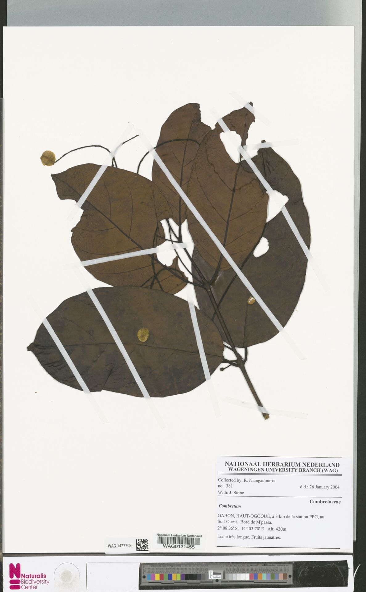 Combretum erosum — houseplant care guide