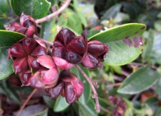 Tetracera asperula fruit