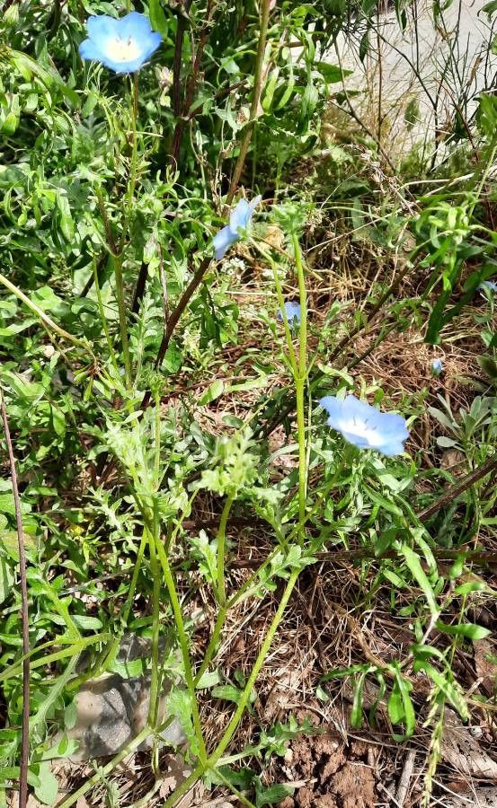 Nemophila menziezii habit