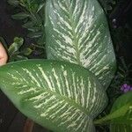 Dieffenbachia seguine