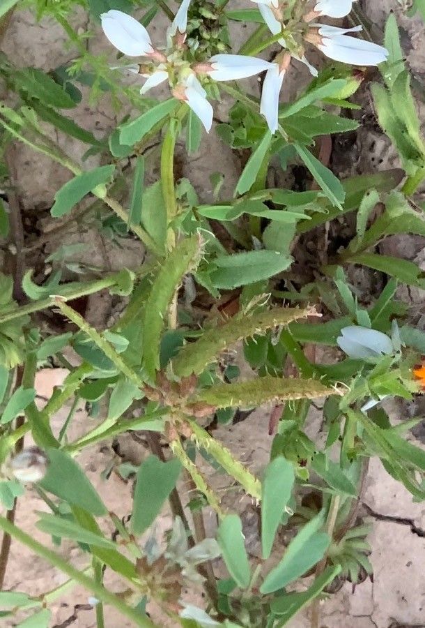Trigonella arabica fruit