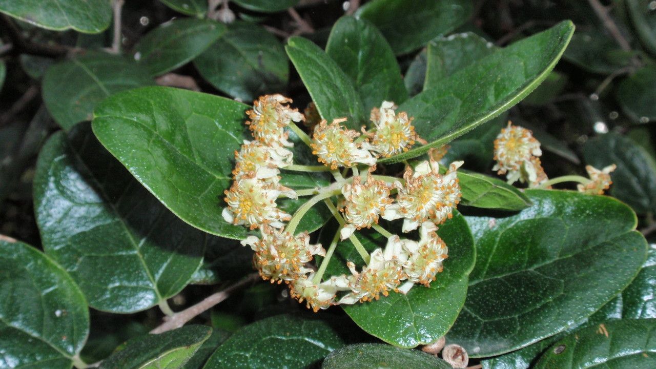 Peumus boldus flower