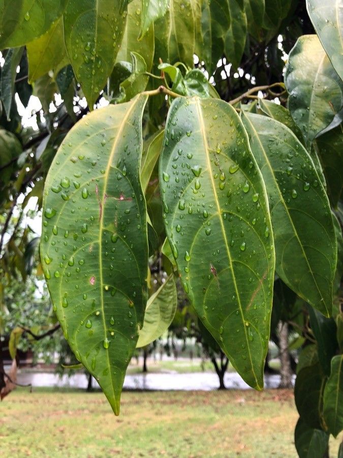 Scorodocarpus borneensis leaf