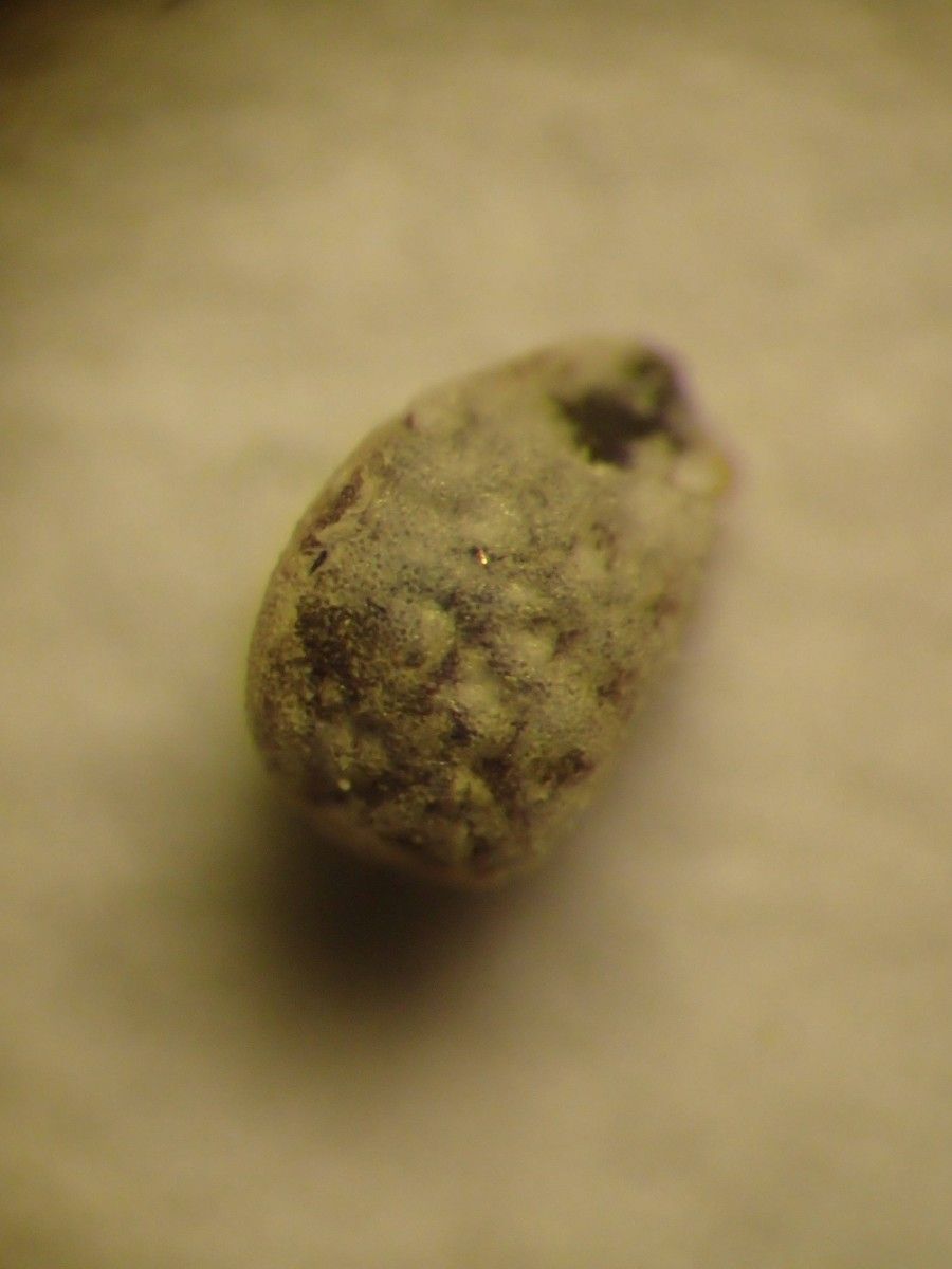 Euphorbia chamaesyce fruit