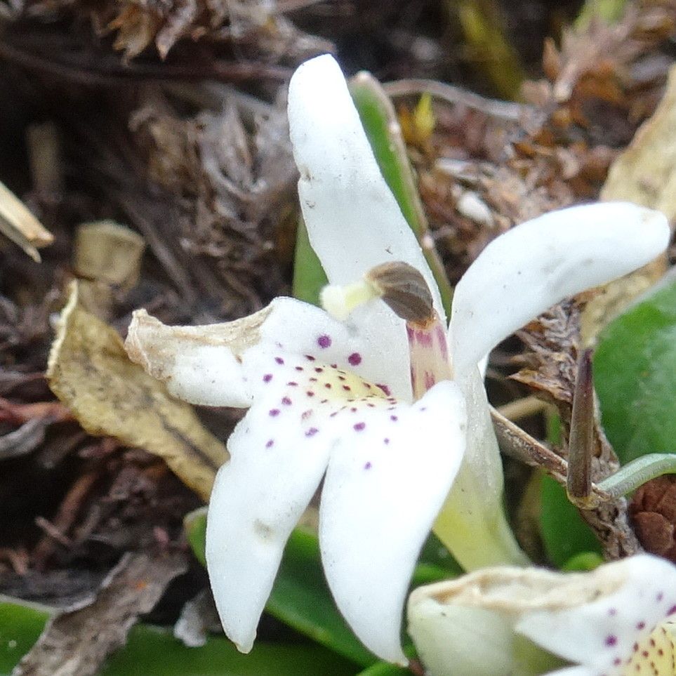 Lysipomia laciniata flower