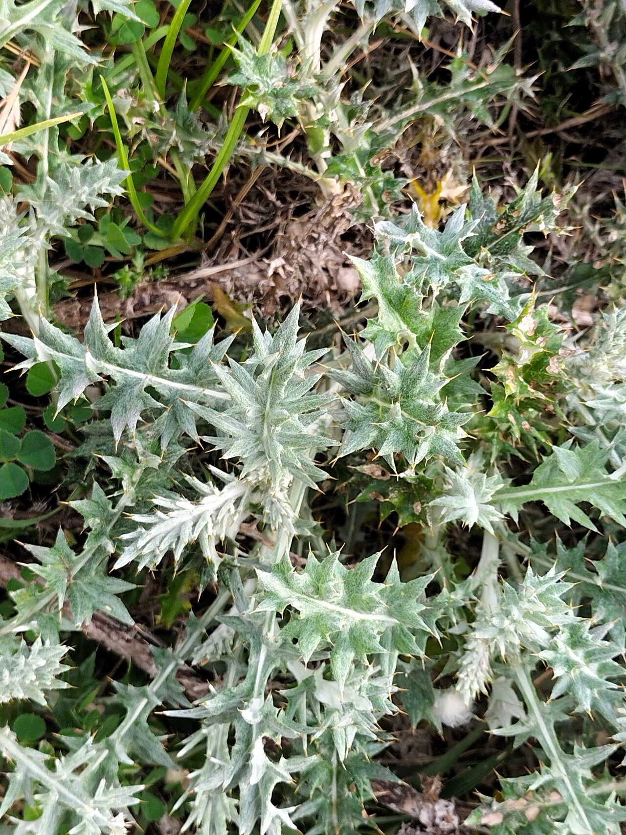 Berkheya rigida — houseplant care guide