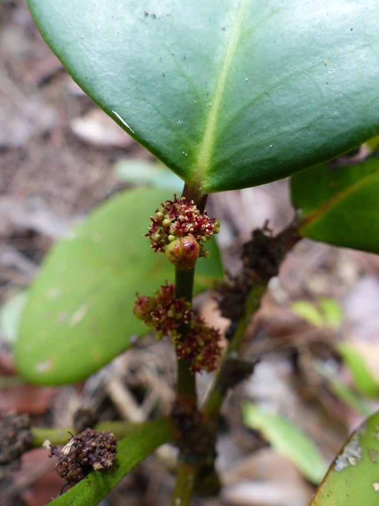 Phyllanthus macrochorion flower