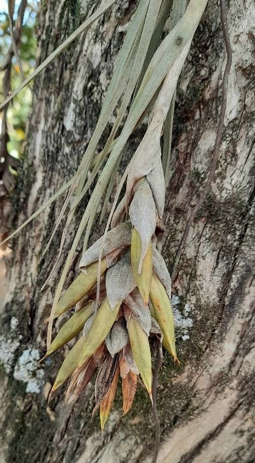 Tillandsia pohliana flower