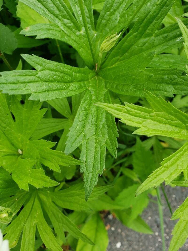 Anemone canadensis — search result for 'Anemone'