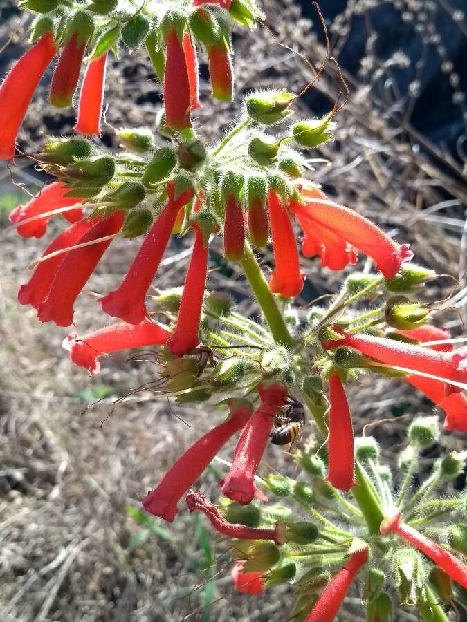 Sinningia aggregata flower