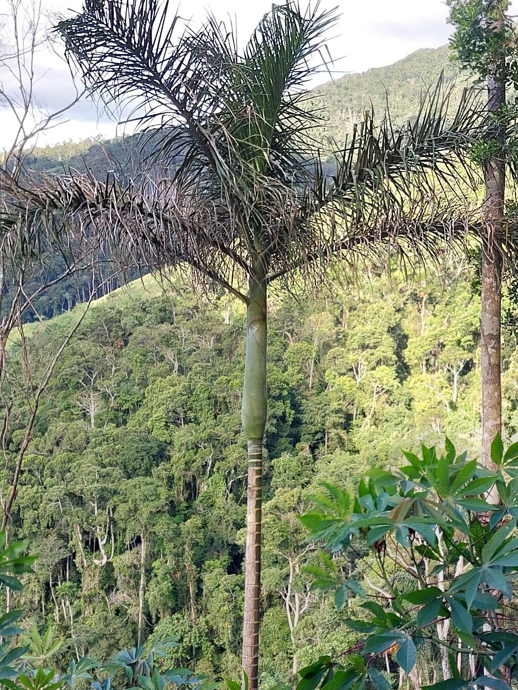 Dypsis malcomberi leaf