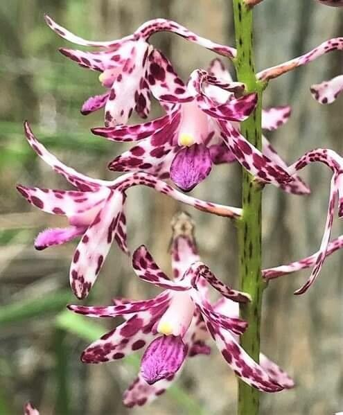 Dipodium variegatum flower