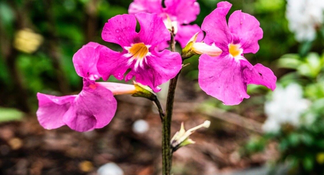 Incarvillea mairei flower