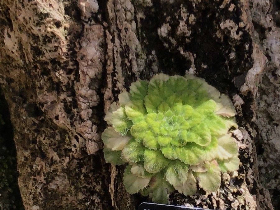 Petrocosmea grandiflora — houseplant care guide