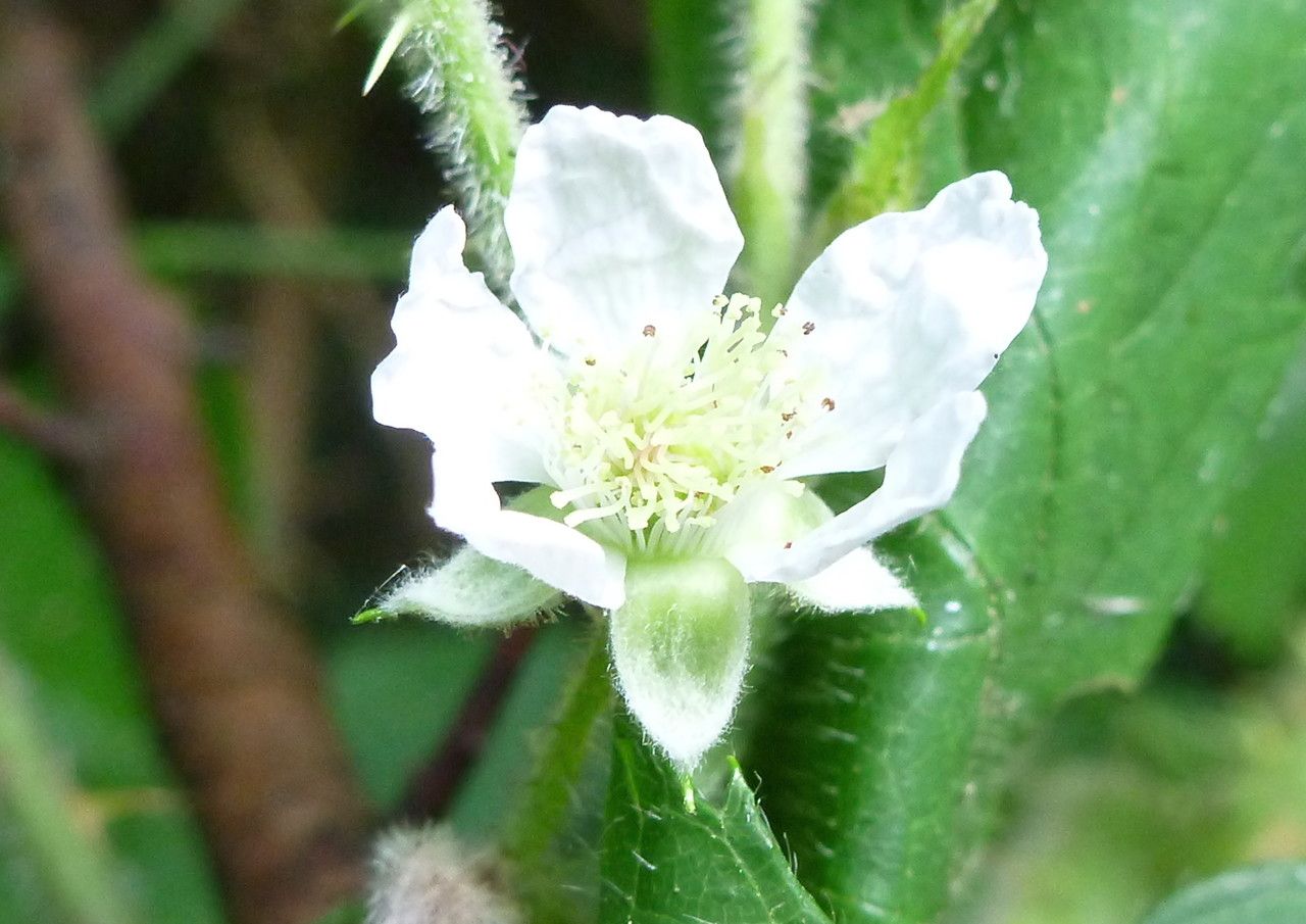 Rubus multifidus flower