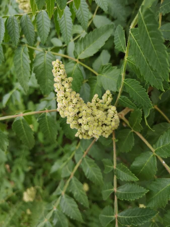 Rhus coriaria fruit