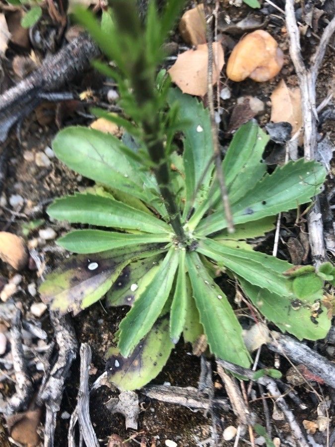 Anarrhinum bellidifolium — search result for 'Plantaginaceae'