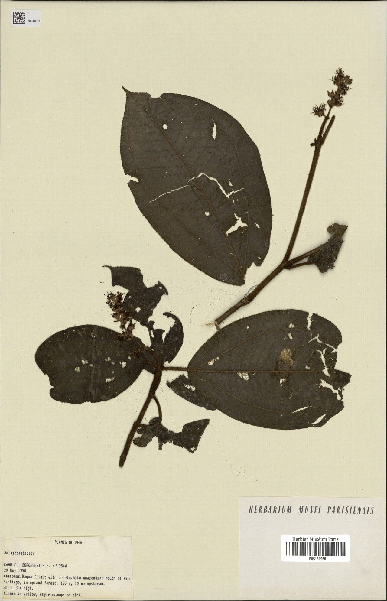 Miconia carassana — houseplant care guide