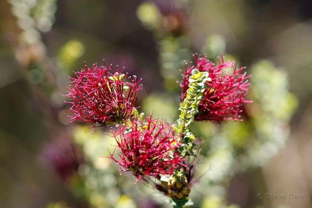 Beaufortia anisandra — related species from the same genus