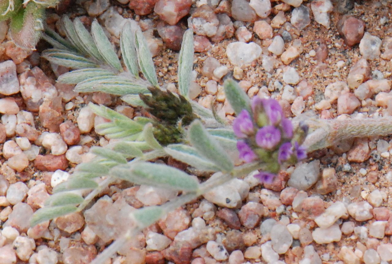 Astragalus vogelii flower