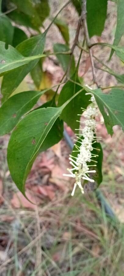 Roupala montana flower
