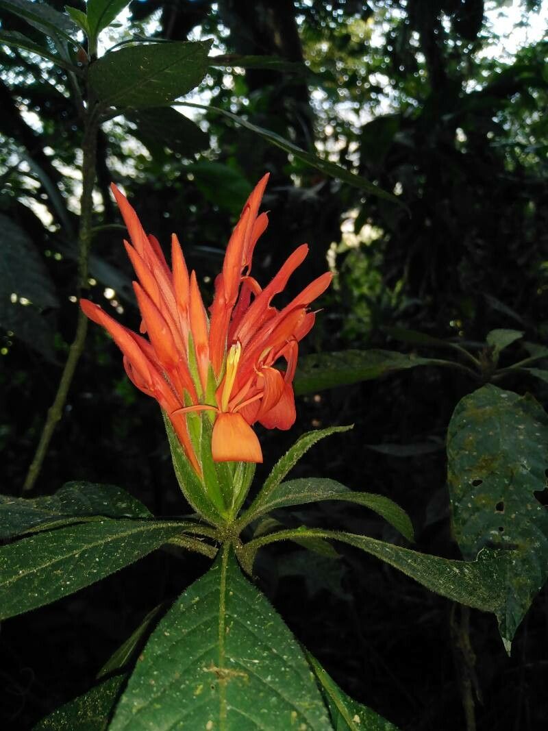 Aphelandra tridentata flower