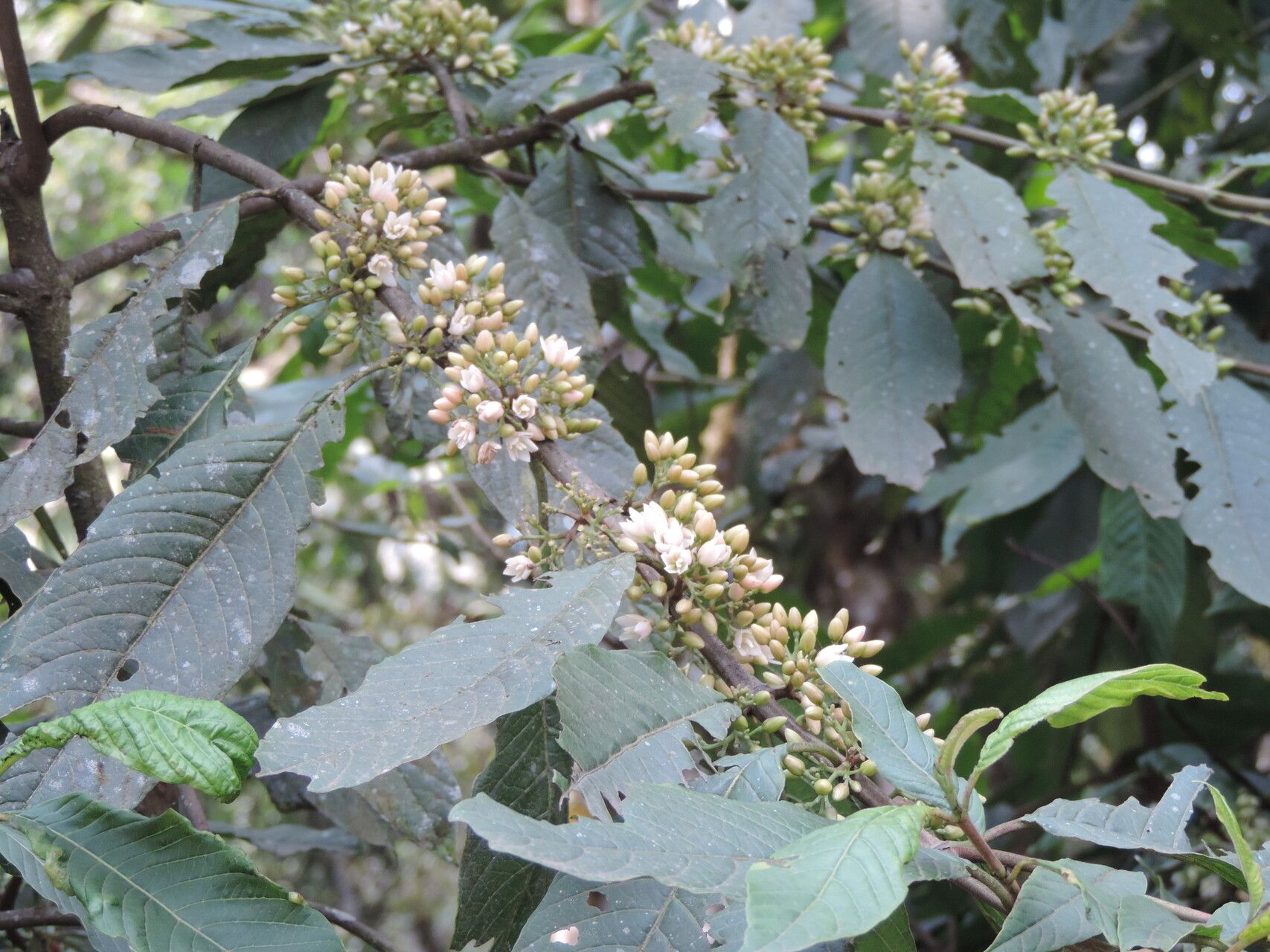 Galiniera saxifraga — search result for 'Saxifraga'