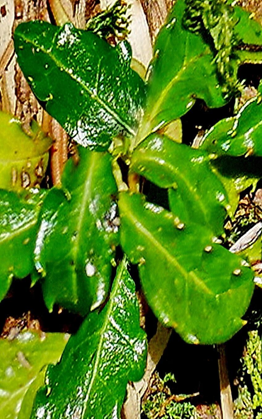 Chimaphila monticola — related species from the same genus