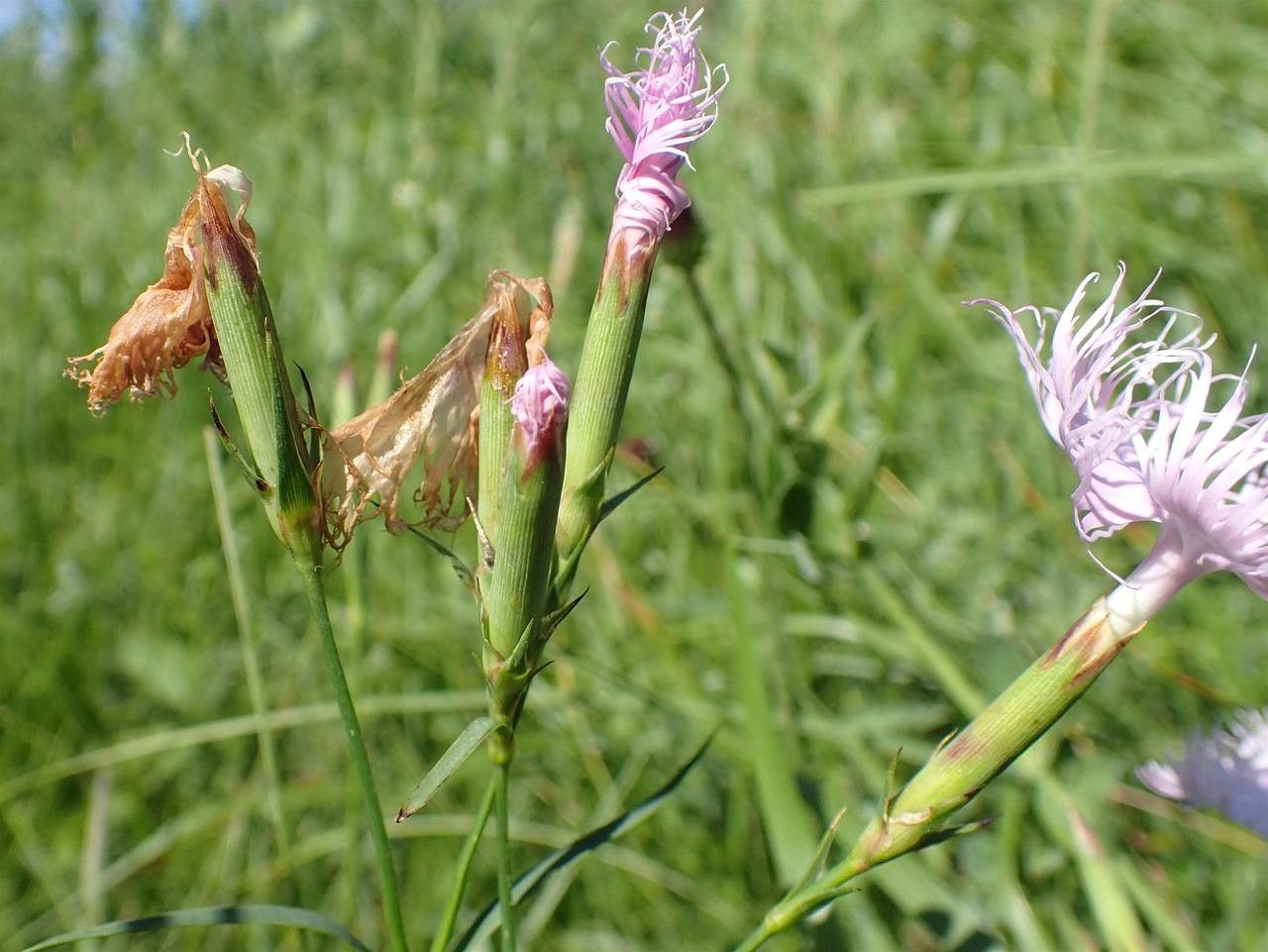 Dianthus hyssopifolius fruit