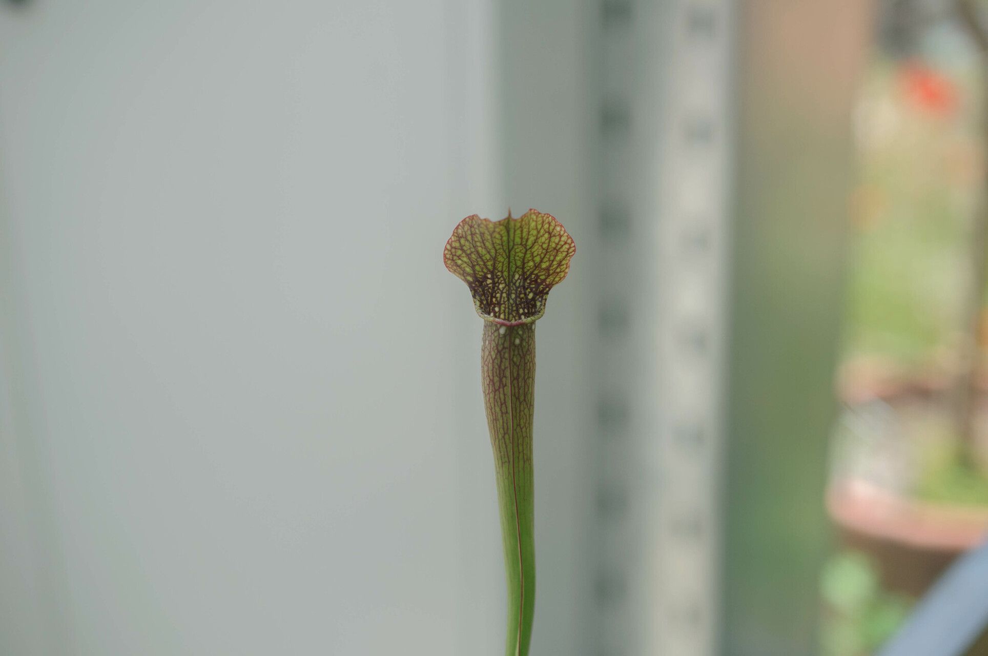 Sarracenia × areolata — houseplant care guide