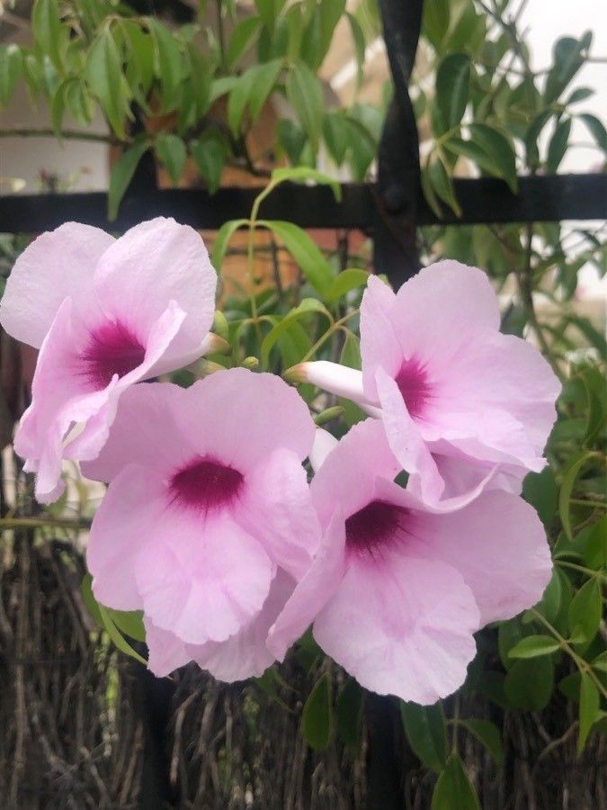 Pandorea jasminoides flower