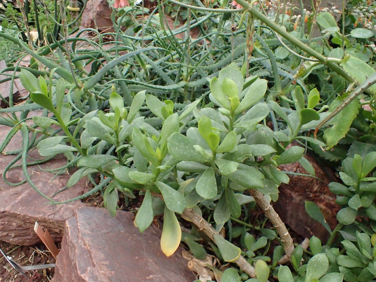 Senecio decaryi habit