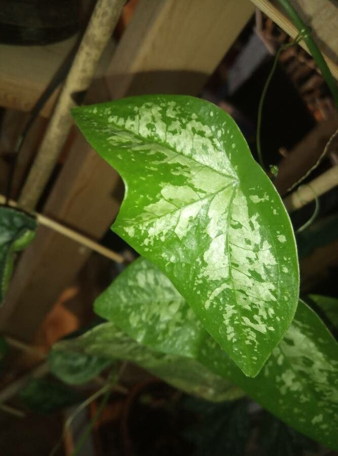 Passiflora coriacea leaf