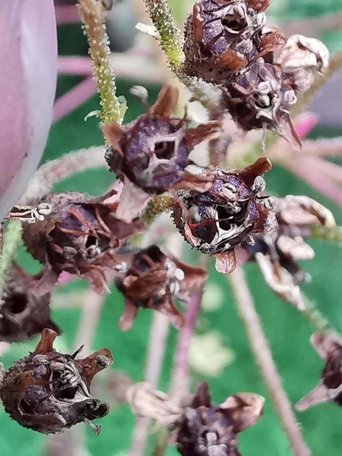 Saxifraga longifolia fruit