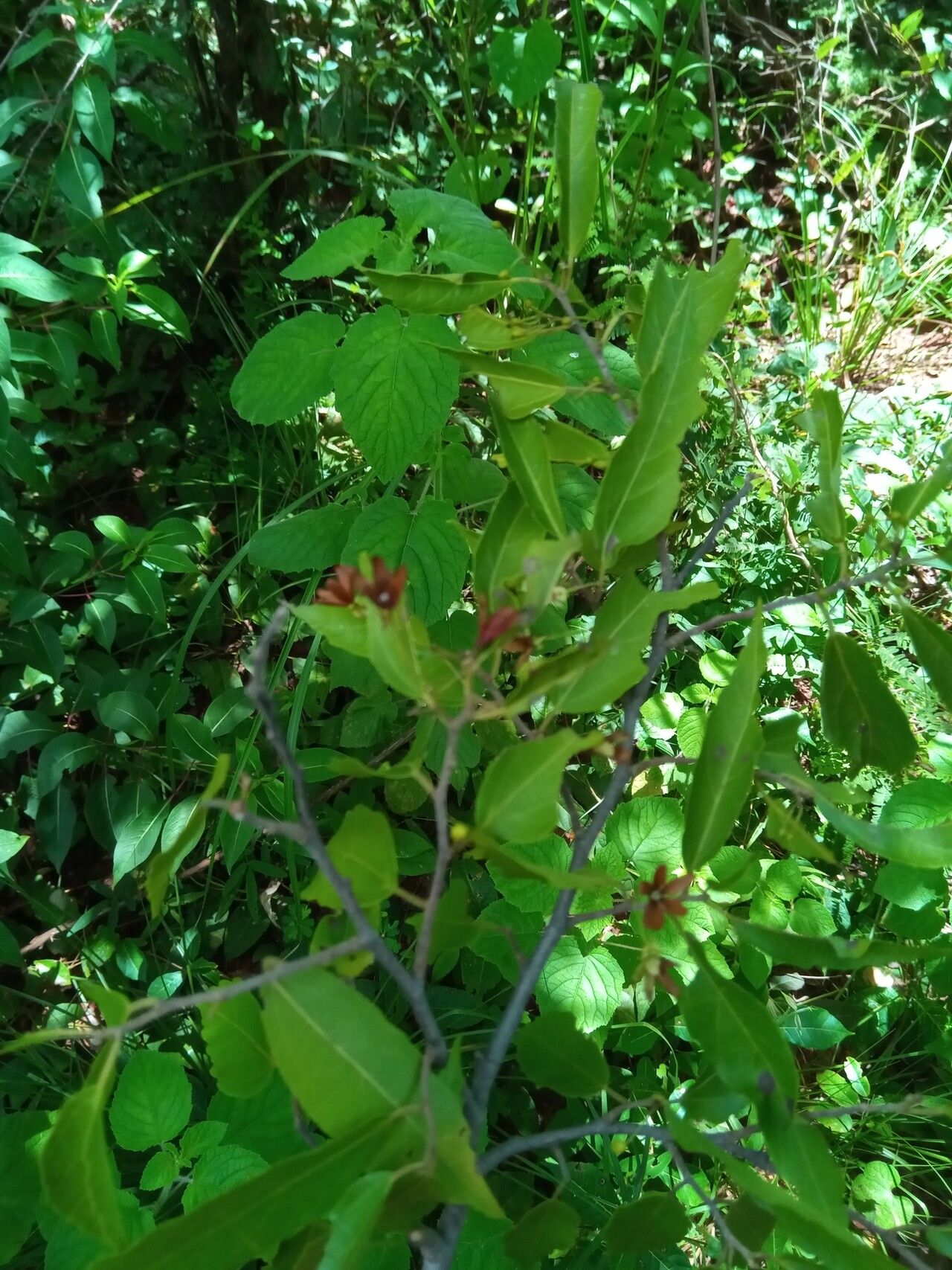 Dombeya subviscosa habit