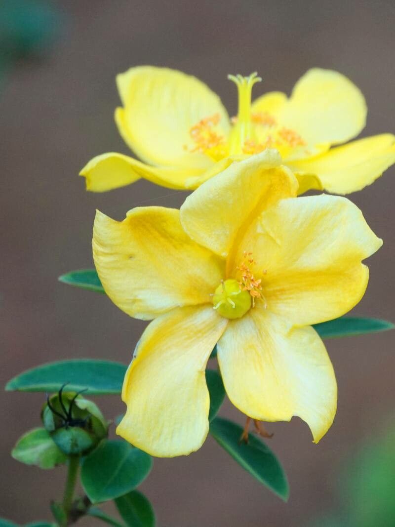 Cistus calycinus flower